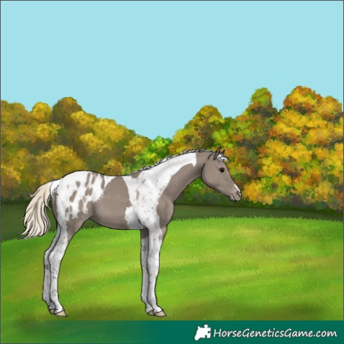 Horse Color:Silver Smoky Grullo Tobiano Appaloosa 