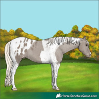 Horse Color:Silver Smoky Grullo Tobiano Appaloosa 