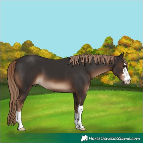 Horse Color:Liver Chestnut 