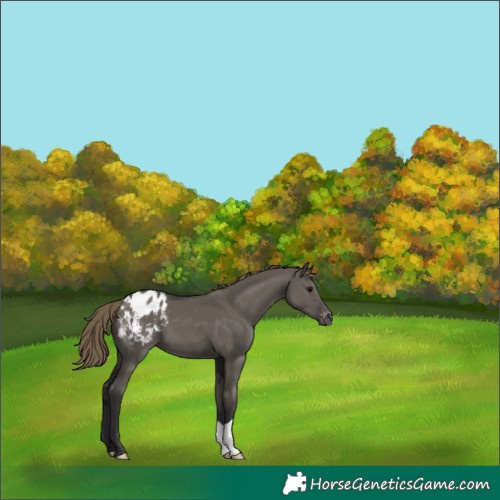 Horse Color:Smoky Grullo Appaloosa 