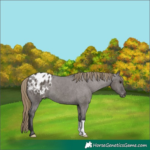 Horse Color:Smoky Grullo Appaloosa