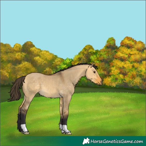 Horse Color:Buckskin Dun 