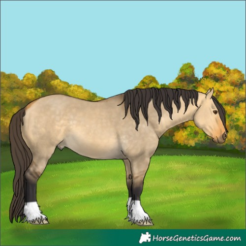 Horse Color:Buckskin Dun 
