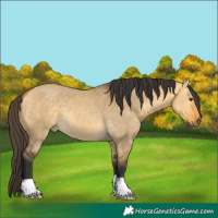 Horse Color:Buckskin Dun