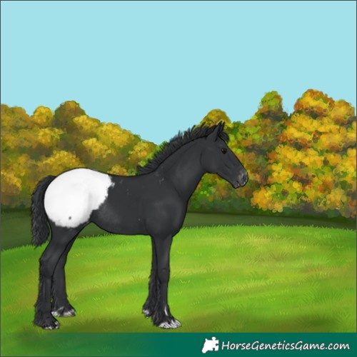 Horse Color:Black Appaloosa Rabicano