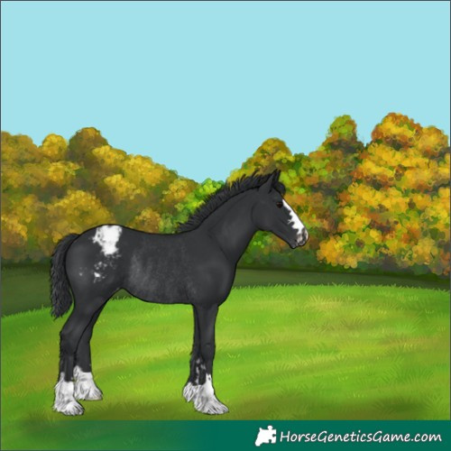 Horse Color:Black Appaloosa Rabicano