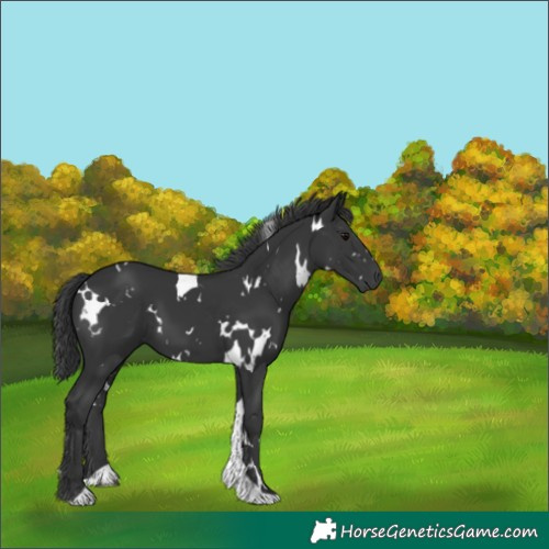 Horse Color:White Spotted Black Tobiano