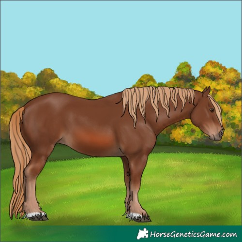 Horse Color:Chestnut 
