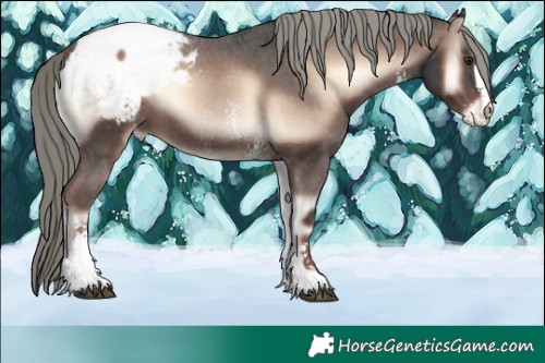 Horse Color:Liver Red Onyx Mushroom Sabino Appaloosa 