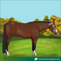 Horse Color:Gray Bay