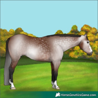 Horse Color:Gray Bay