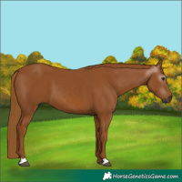Horse Color:Gray Chestnut 