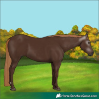 Horse Color:Gray Chestnut