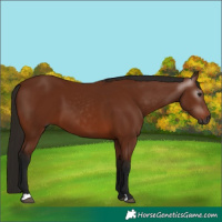 Horse Color:Gray Bay 