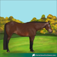 Horse Color:Gray Bay 