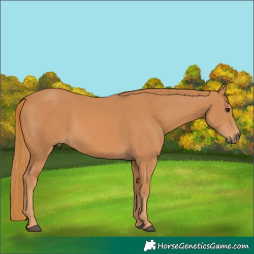 Horse Color:Chestnut Rabicano 