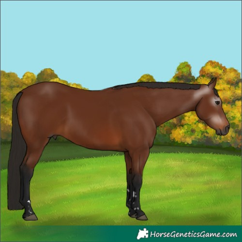 Horse Color:Gray Bay