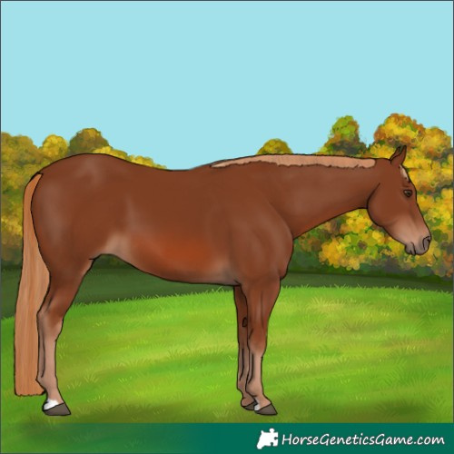 Horse Color:Chestnut 