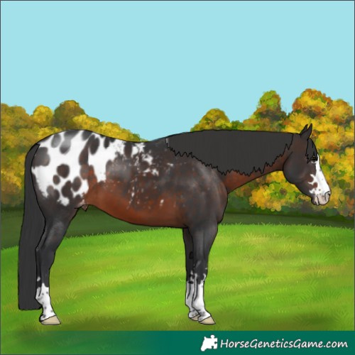Horse Color:Brown Appaloosa 