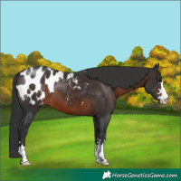 Horse Color:Brown Appaloosa 