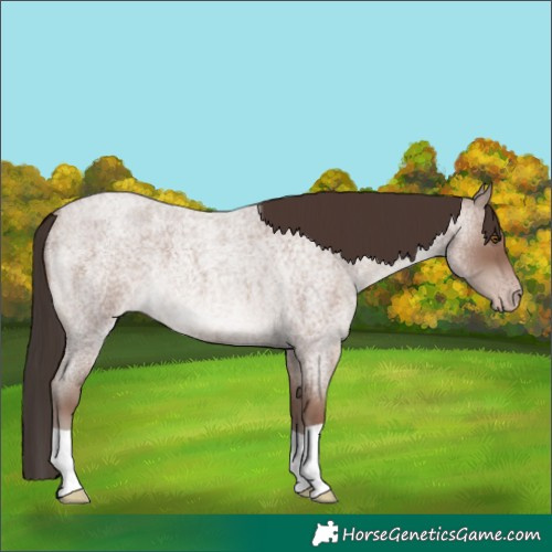 Horse Color:Classic Champagne Roan 