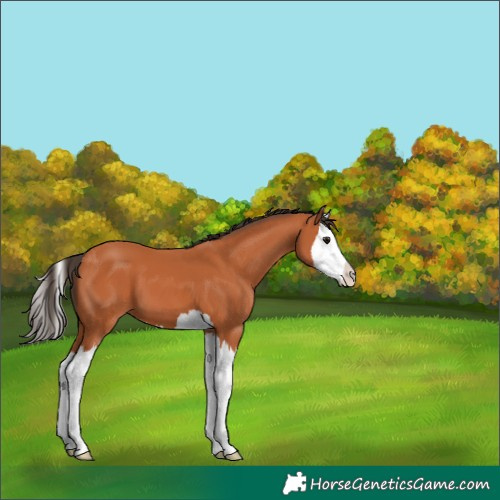 Horse Color:Bay Splash 