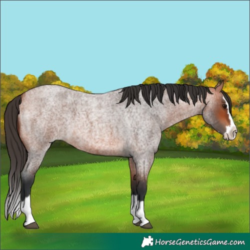 Horse Color:Bay Roan Splash
