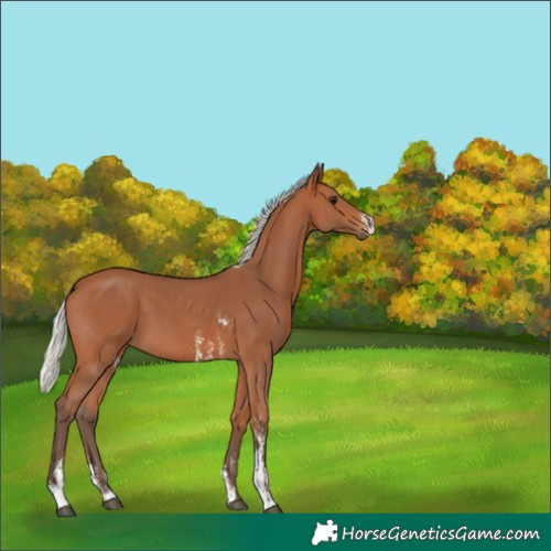 Horse Color:Silver Bay Sabino 