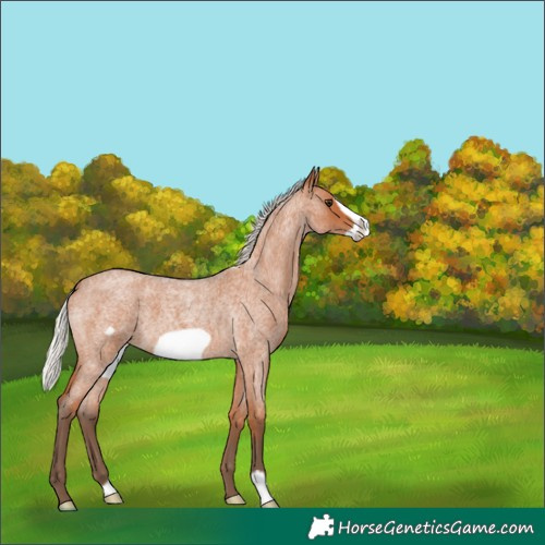 Horse Color:Silver Bay Roan Frame 