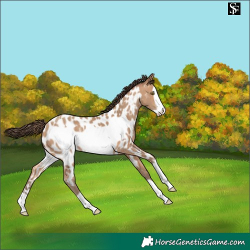 Horse Color:Amber Champagne Frame Near Leopard 