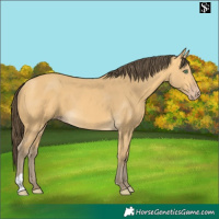 Horse Color:Amber Cream Champagne 