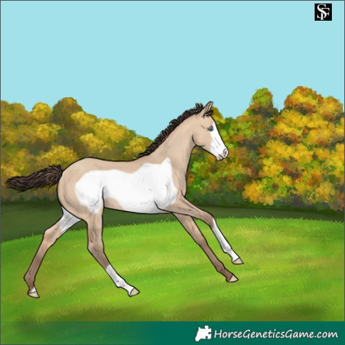 Horse Color:Amber Champagne Dun Frame 