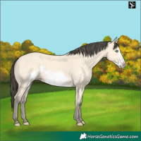 Horse Color:Amber Cream Champagne Dun Frame