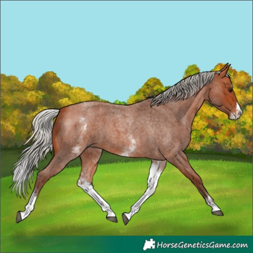 Horse Color:White Spotted Silver Bay Roan Splash 