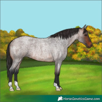 Horse Color:Brown Roan Rabicano