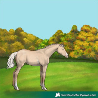 Horse Color:Silver Amber Champagne Dun Sabino