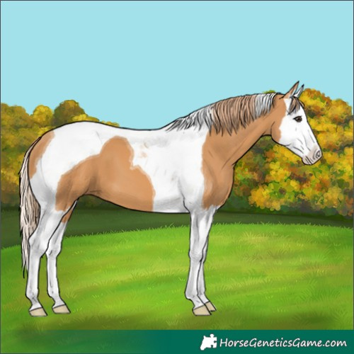 Horse Color:Chestnut Splash Tobiano