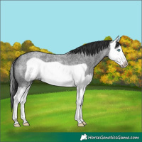 Horse Color:Blue Roan Splash Frame 