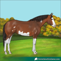 Horse Color:Bay Splash Frame 