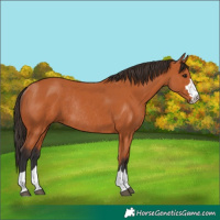 Horse Color:Bay Rabicano