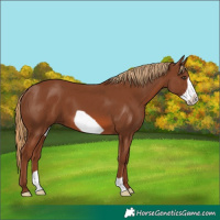 Horse Color:Chestnut Frame