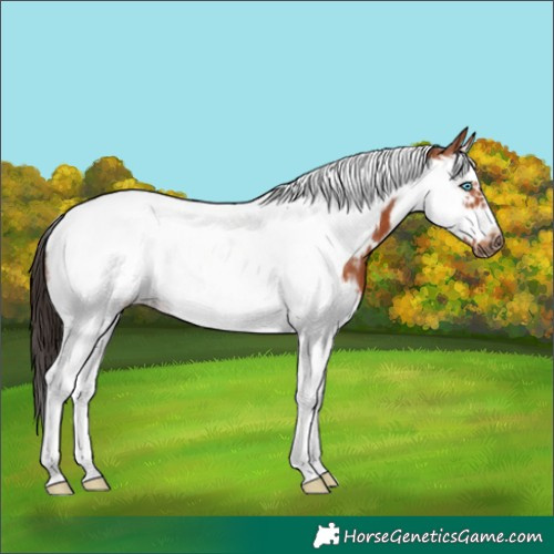 Horse Color:Bay Splash Tobiano Frame