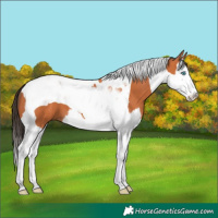 Horse Color:Bay Splash Tobiano 