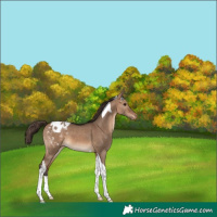 Horse Color:Brown Dun Tobiano Blanket