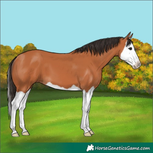 Horse Color:Bay Splash 