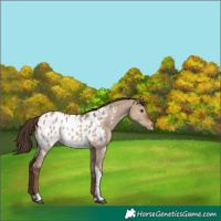 Horse Color:Liver Red Dun Tobiano Near Leopard 