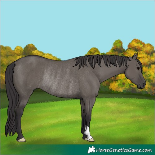 Horse Color:Smoky Grullo Rabicano 