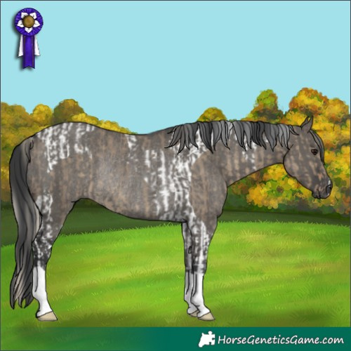 Horse Color:Silver Smoky Grullo Tobiano and Grullo Rabicano