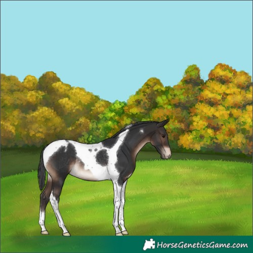 Horse Color:Brown Tobiano Appaloosa Rabicano