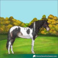 Horse Color:Brown Tobiano Appaloosa Rabicano 